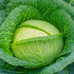 Brassicas (Cabbage Family)